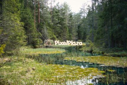 Mossy Forest Stream in a Northern Boreal Woodland